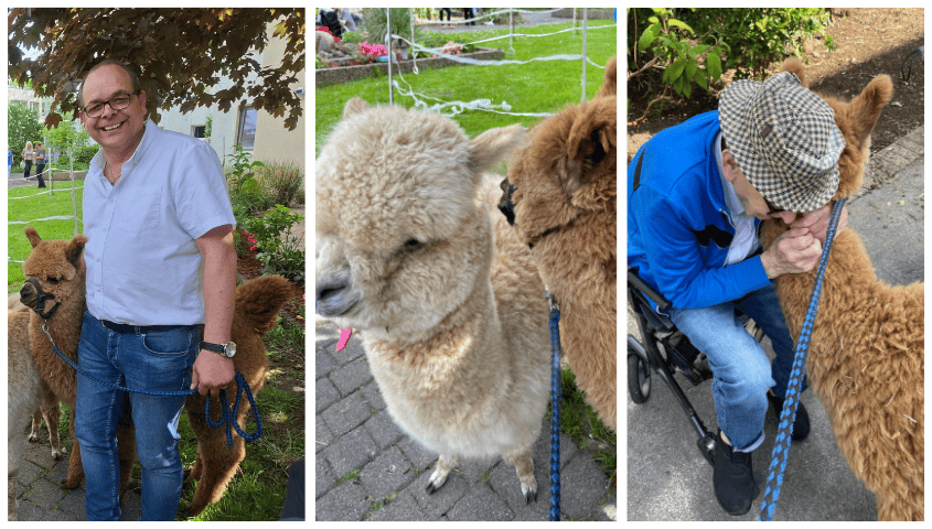 GSE im Alpaka Fieber