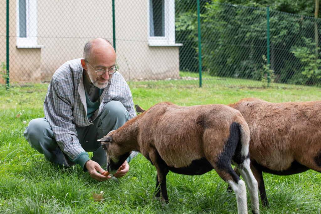 Ein Bewohner füttert die Ziegen im Außenbereich des Haus am Hedwig Dransfeld Platz.